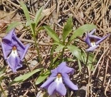 Birdsfoot Violet, Alabama