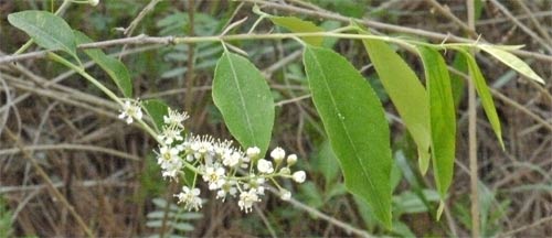 Black Cherry Leaf and Flower Drupe, Alabama