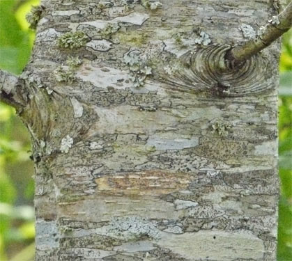 Black Cherry Young or Smooth Bark, Alabama