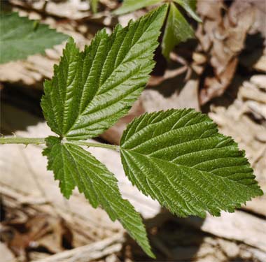 Blackberry Leaf, Alabama