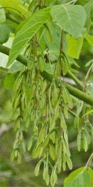 Box Elder Seeds and Leaves, Alabama