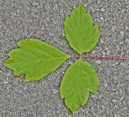 Box Elder Leaf, Alabama