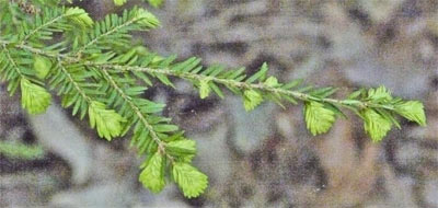 Canadian Hemlock, Leeds, Alabama