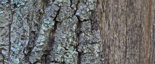 Chestnut Oak Bark and Wood where lightning has blown bark off, Marietta, Georgia