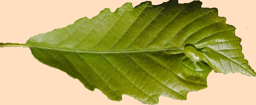 Chestnut Oak Leaf Gall, Marietta, Georgia