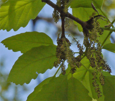 Chestnut Oak Pollen, Marietta, Georgia