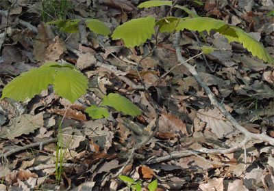 Chestnut Oak Sapling, Marietta, Georgia