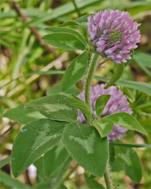 Clover, Marietta, Georgia