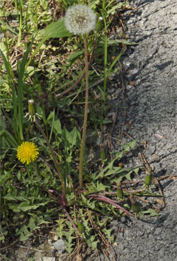 Dandelion, Alabama