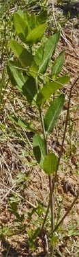 Dogbane. Last year's Stalks also visible.