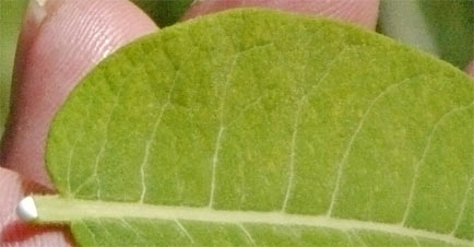 Dogbane Leaf and Milky Sap.