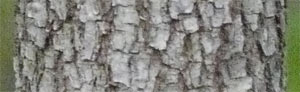 Dogwood Bark, Alabama