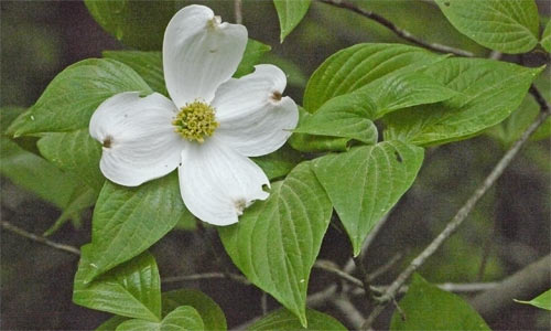 Dogwood Leaves and Flower, Alabama