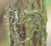 Elder Berry Bark, Alabama