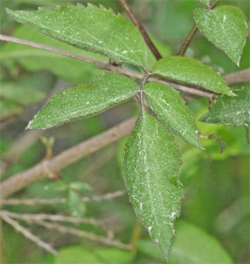 Elder Berry Leaf, Alabama