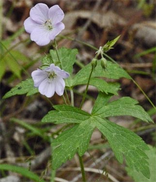 Geranium,  Alabama