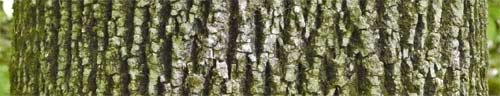 Green Ash Bark, Alabama