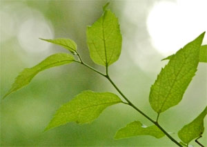 Hack or Sugar Berry Leaves, Alabama