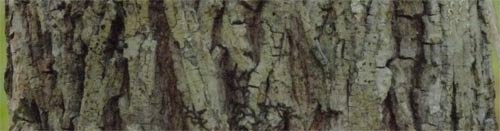 Hickory Mature Bark