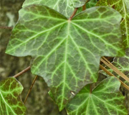 Ivy, Marietta, Georgia