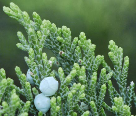 Juniper Scale Leaves and Berries, Marietta, Georgia