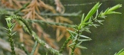 Eastern Red Cedar, Young Spike Leaves, Older Scale Leaves, ~5 Year Old Leaves Browning,  Alabama