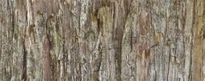 Eastern Red Cedar Old Bark, Alabama