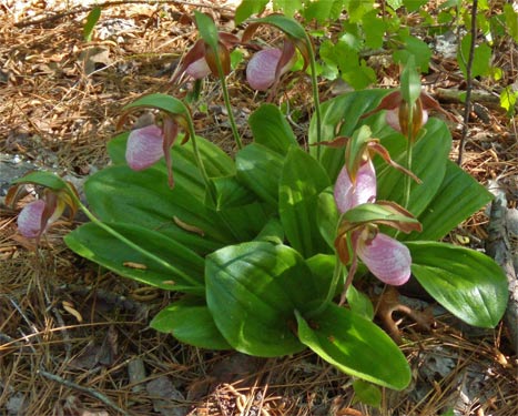 Lady Slipper, Cheaha, Alabama