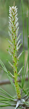 Loblolly Pine Bud or candle Growing, Marietta, Georgia