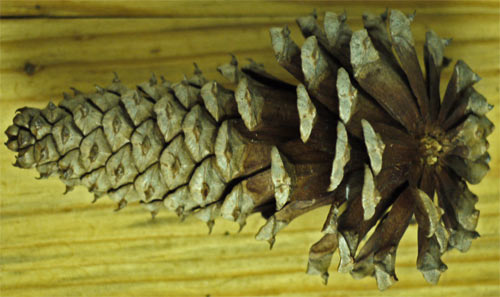Female or Seed Loblolly Pine Cone 2.5-5" long, Very Sharp Spines, small,  paper seeds float on wind, Marietta, Georgia