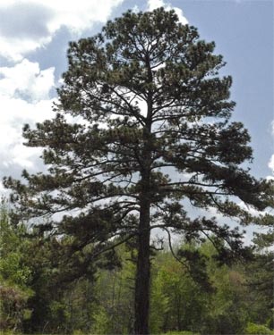 Loblolly Silouette, Alabama