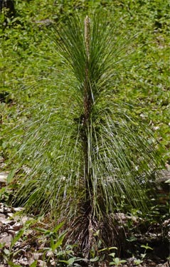 Longleaf Pine, Leeds, Alabama