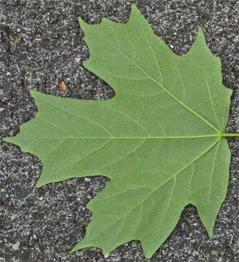 Maple Leaf, Alabama