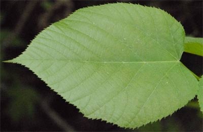 Mulberry Leaf, Alabama