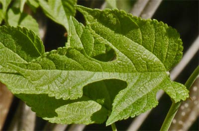 Lobed Mulberry Leaf, Alabama