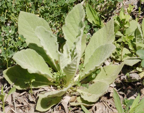 Mullein Leaves, Alabama