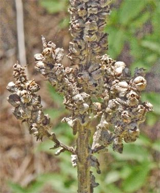 Dried Mullein Stalk, Alabama