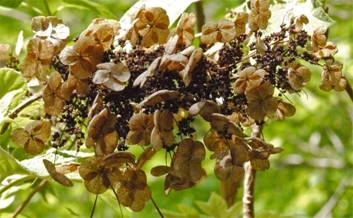 Oak Leaf Hydrangea Flower, Alabama