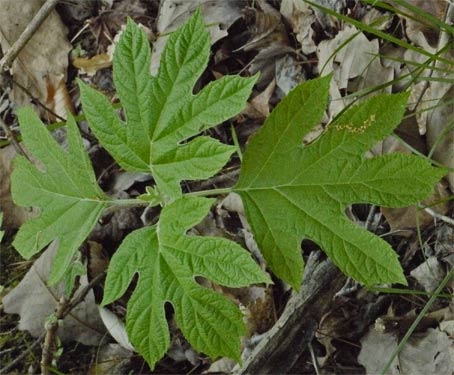 Oak Leaf Hydrangea Leaf, Alabama