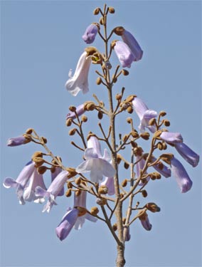 Paulownia Flowers, Marietta, Georgia