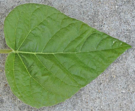 Paulownia Leaf, Marietta, Georgia