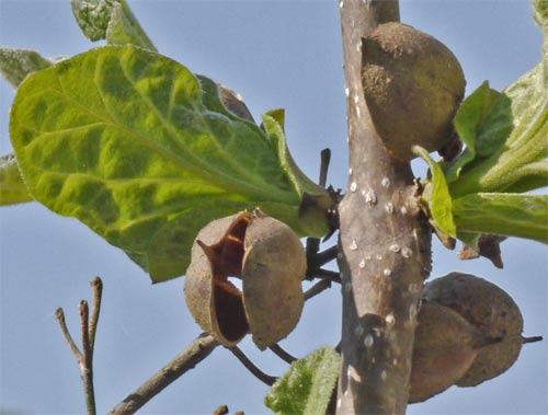 These Paulownia Seed Pods contain thousands of windblowns seeds each. Marietta, Georgia