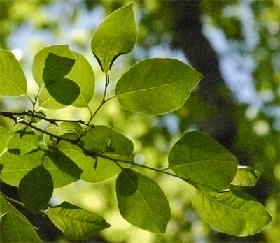 Persimmon Leaves, Alabama