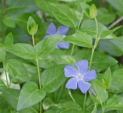 Phlox, Alabama