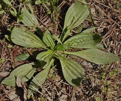 Plantain, Alabama