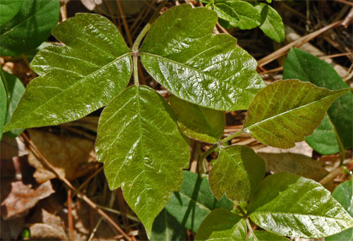 Poison Ivy, Spring, Shows Red Tint in New Leaves, Marietta, Georgia