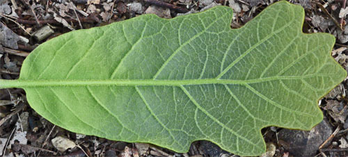 Post Oak Leaf, Marietta, Georgia