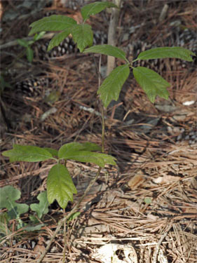 Post Oak Sapling, Marietta, Georgia