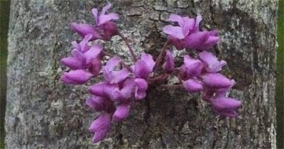 Redbud Bark, Alabama