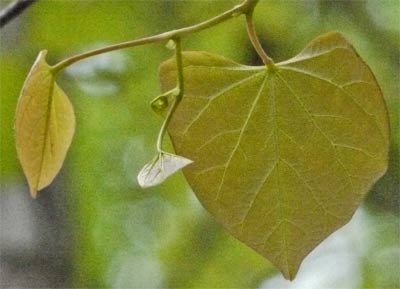 Redbud Leaf, Alabama
